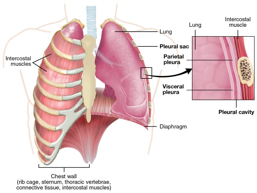 Unraveling the Causes of Mesothelioma: What You Need to Know