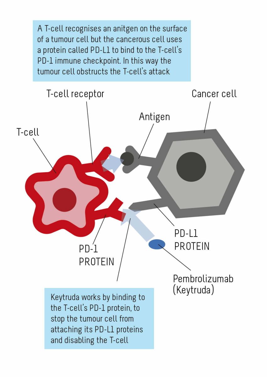 immunotherapy drugs for mesothelioma